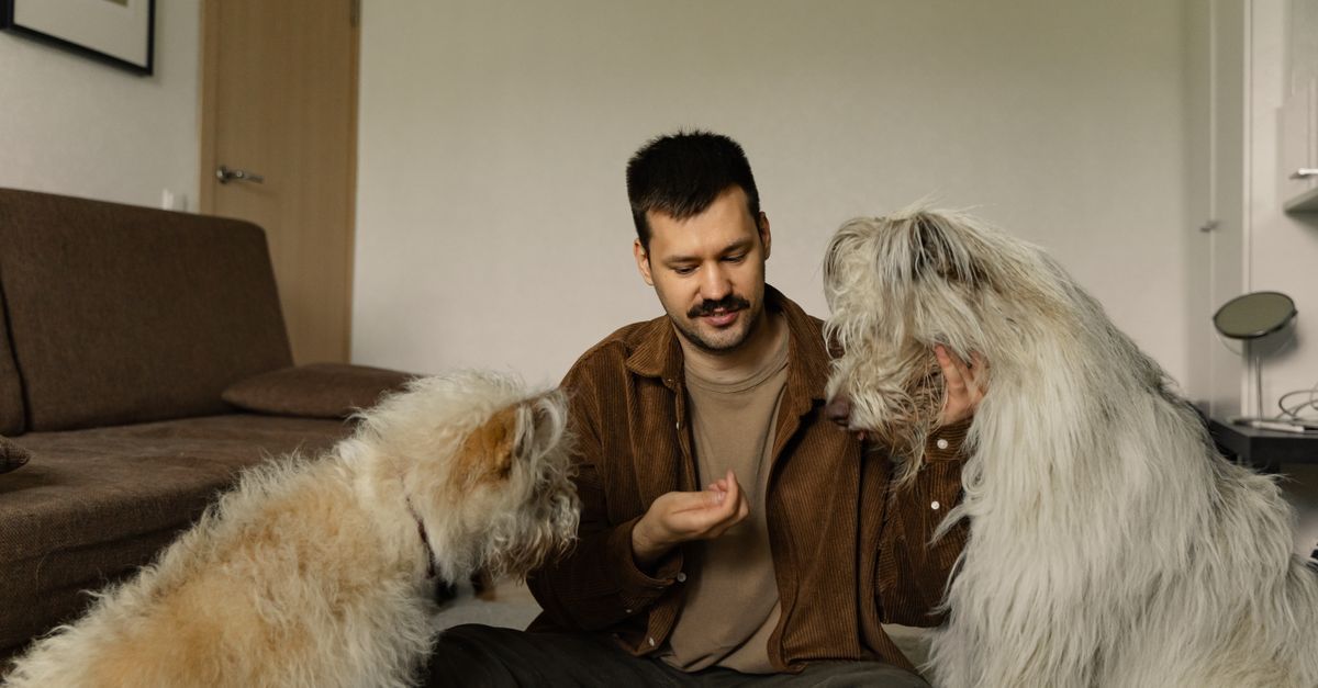 Man sitting on a couch with two large dogs, offering a treat in a living room