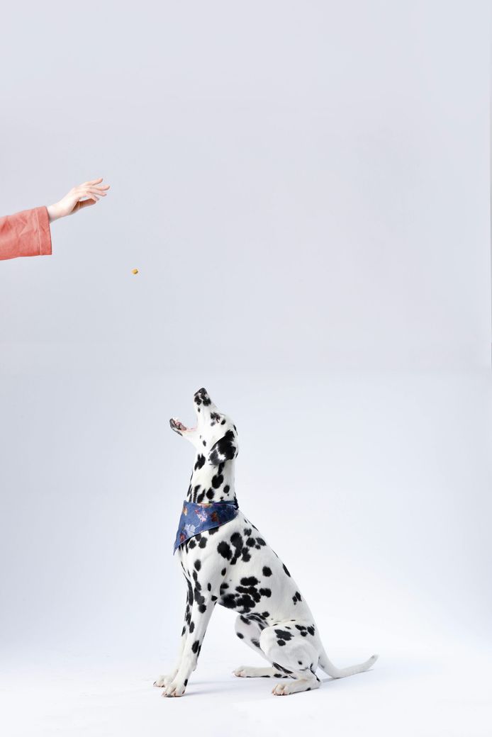 A dog catching a treat in his mouth