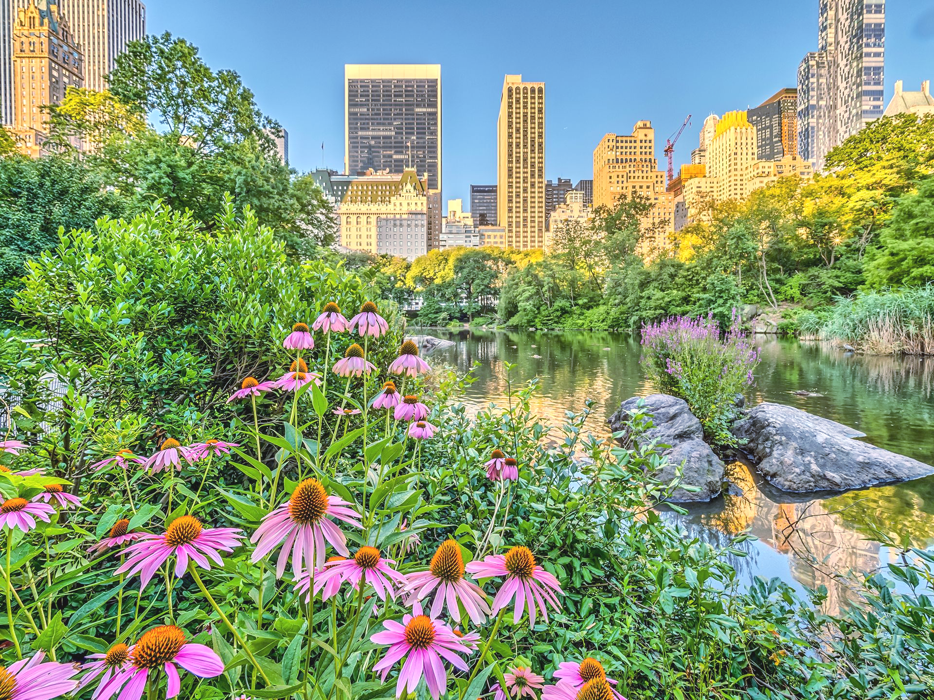 Vibrant purple coneflowers in the foreground with a calm pond and New York City skyline in the background.