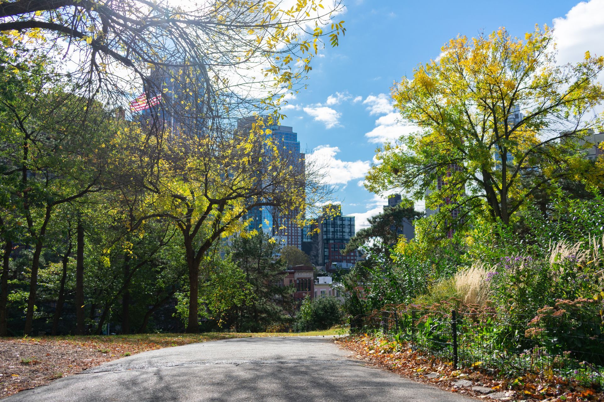 A road going through a park with trees and a city in the background.