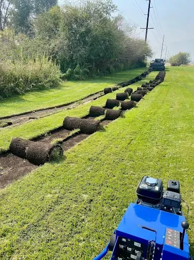 A blue mechanical turf cutter in a green field, with rolls of freshly harvested grass laid out in long, straight rows.