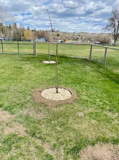 Two young, thin saplings planted in a grassy field, each surrounded by a circular border filled with light-colored stones.