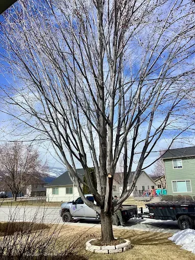 A tall, bare tree stands in a residential yard with a stone ring at its base and a truck parked behind it.