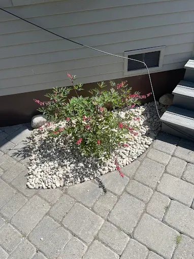 A small bush with red flower spikes in a white gravel bed next to a paved walkway and house exterior.