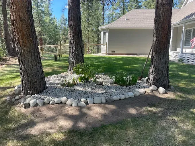 Two large pine trees frame a landscape bed filled with light-colored rocks and small shrubs in a grassy yard.
