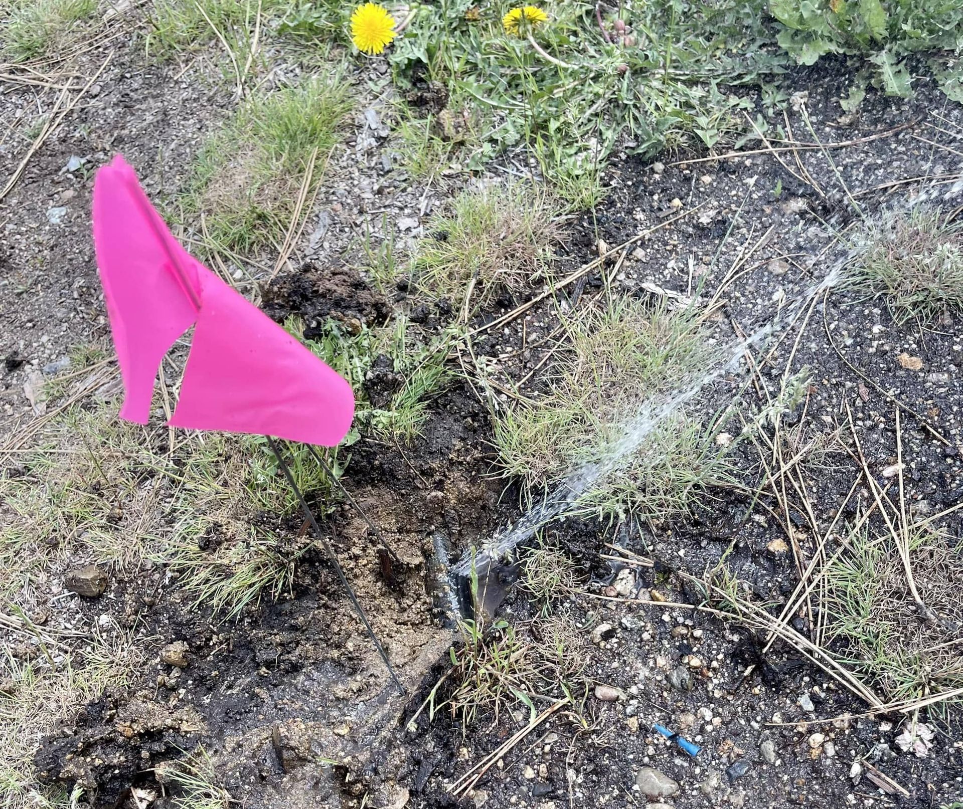 A pink survey flag marks a patch of dirt where a small irrigation sprinkler head is spraying a jet of water.