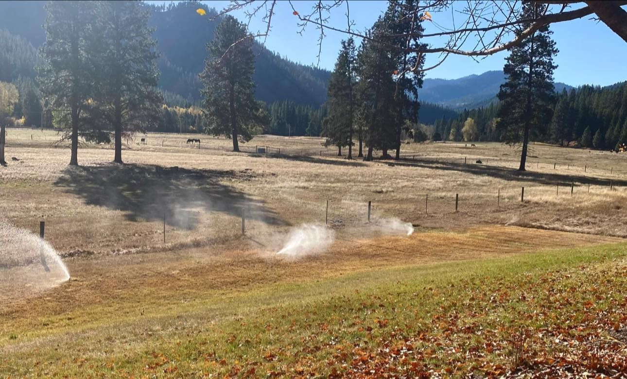 A wide, sunny field with tall evergreen trees, dry grass, and water sprinklers misting the ground.