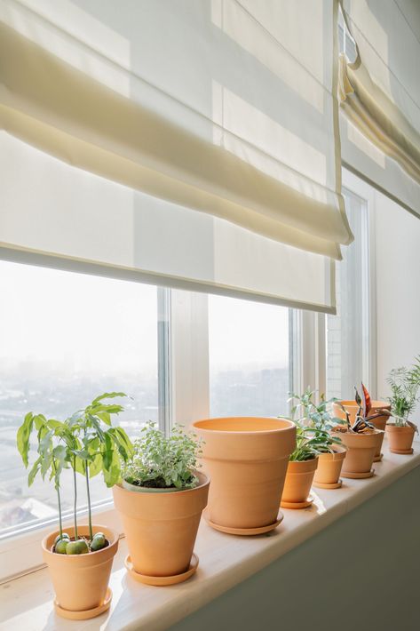 Potted plants lined on a bright windowsill with cream blinds partially drawn
