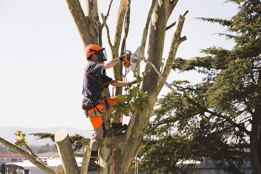 Cutting Tree Branches — Dagsboro, DE — Clark Tree Expert Company