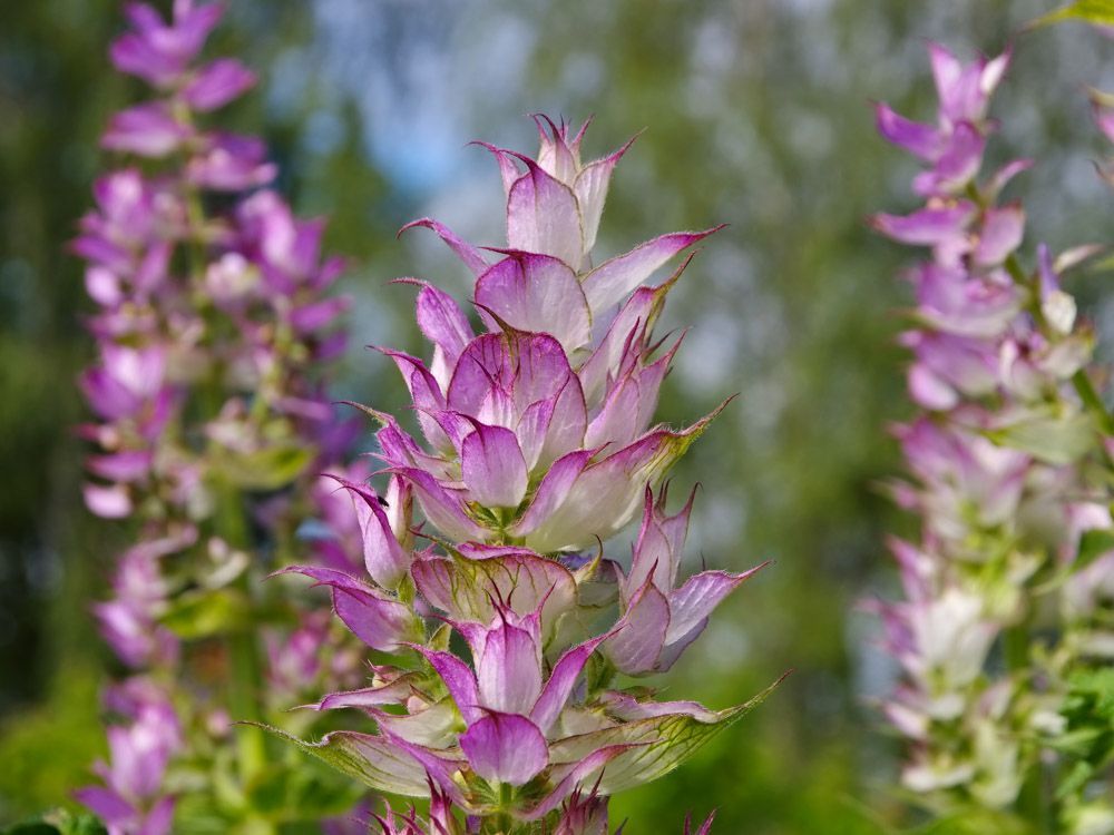 【PLANTA PURA】Aceite esencial de planta natural puro (salvia esclarea)