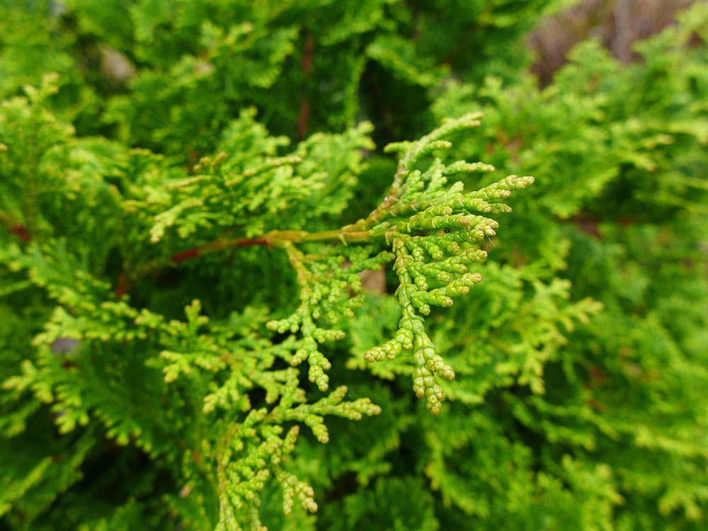 【PURE PLANT】純天然植物精油 (扁柏)