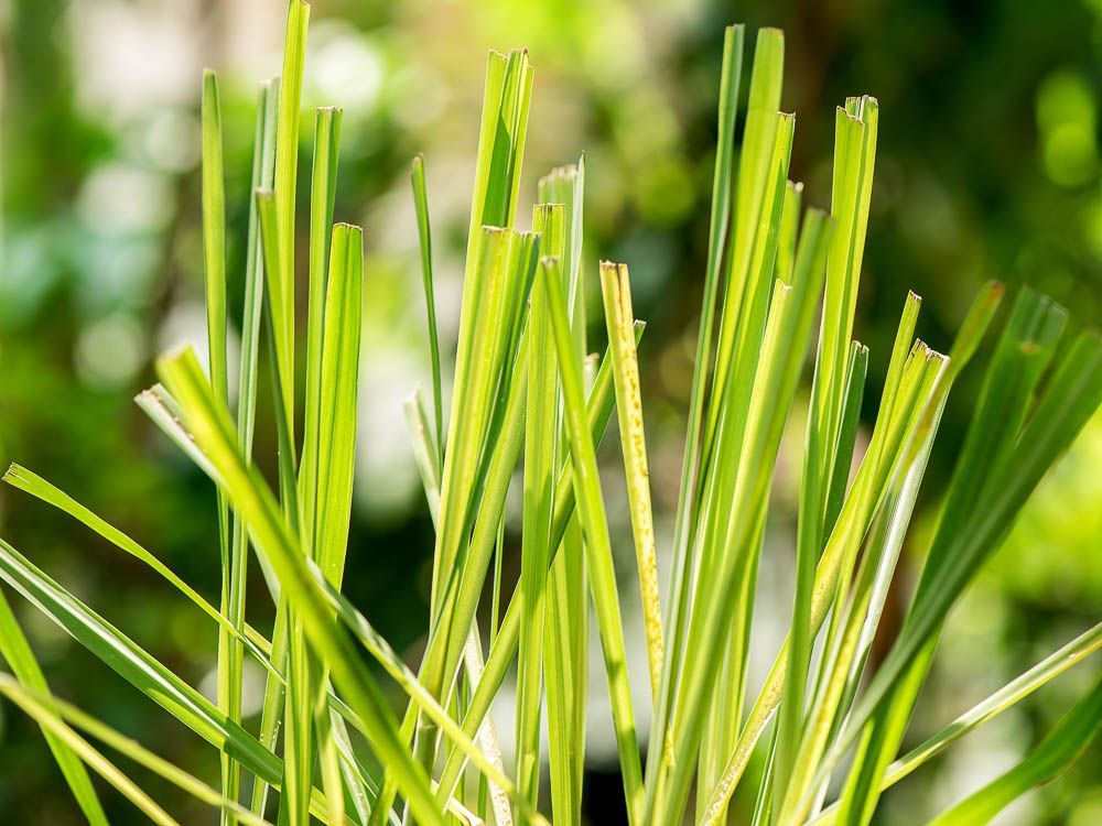 【PLANTA PURA】Aceite esencial de planta natural puro (limoncillo)