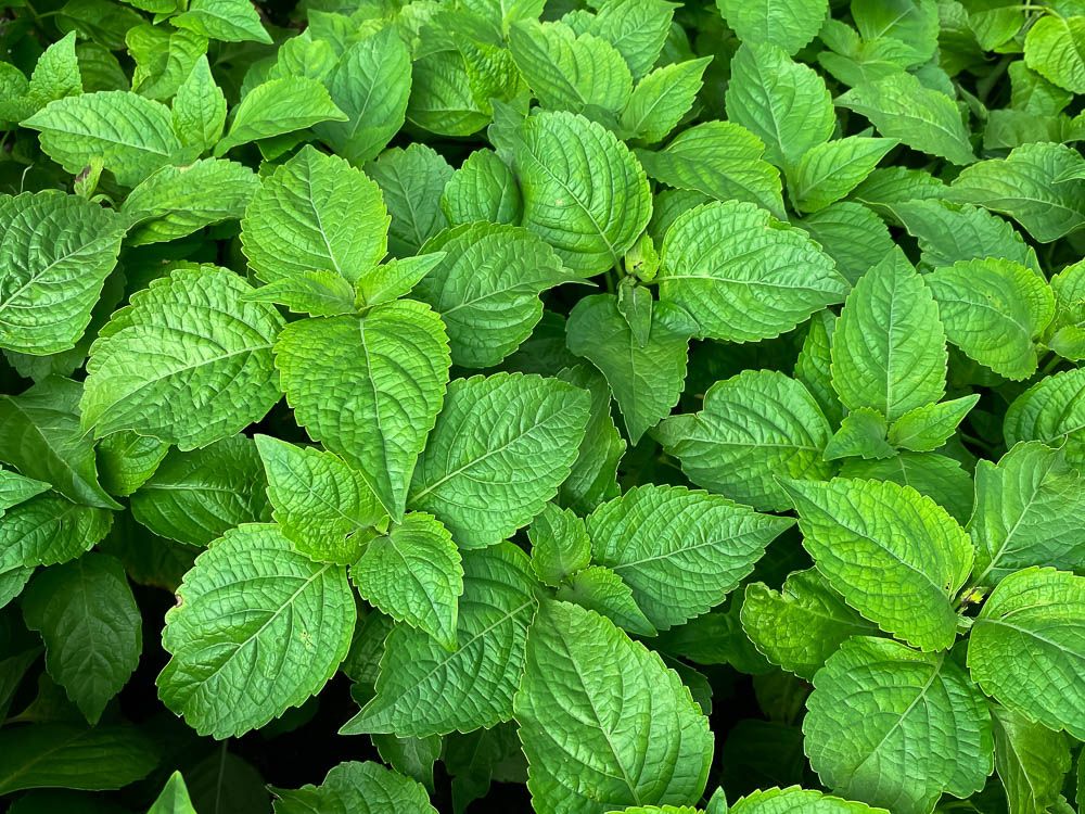 【PURE PLANT】純天然植物精油 (薄荷)
