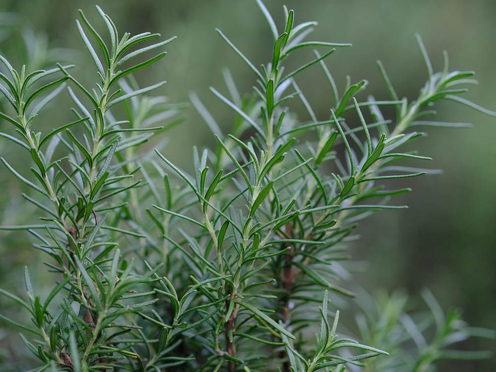 【PURE PLANT】純天然植物精油 (迷迭香)