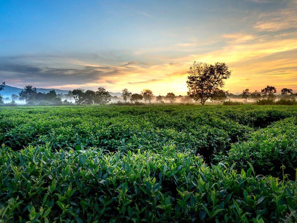 【PLANTA PURA】Aceite esencial de planta natural pura (árbol de té)