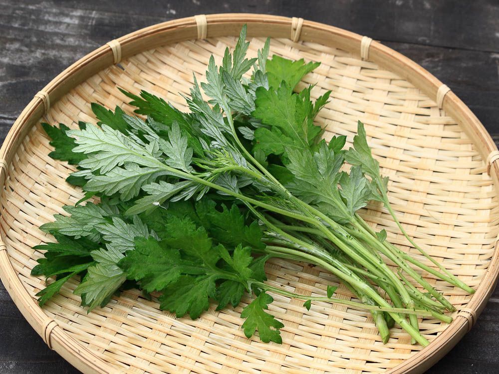 【PURE PLANT】純天然植物精油 (艾草)