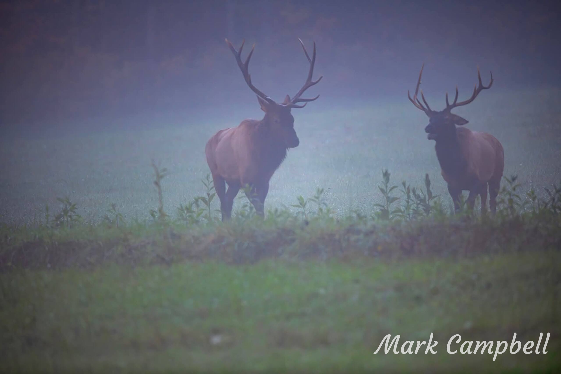 Two elk with large antlers stand in a foggy field.