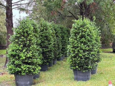 A row of potted plants sitting on top of a lush green field.