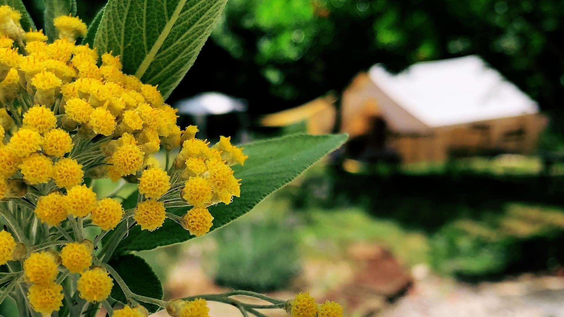 Natura e relax ti attendono al Glamping Pian delle Ginestre
