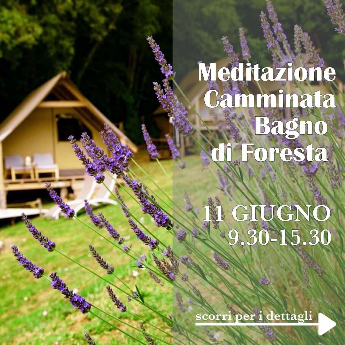 Meditazione Camminata Bagno di Foresta
