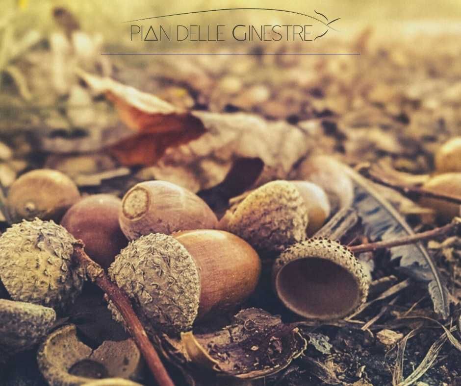 Ghiande - curiosità e ricette con le ghiande