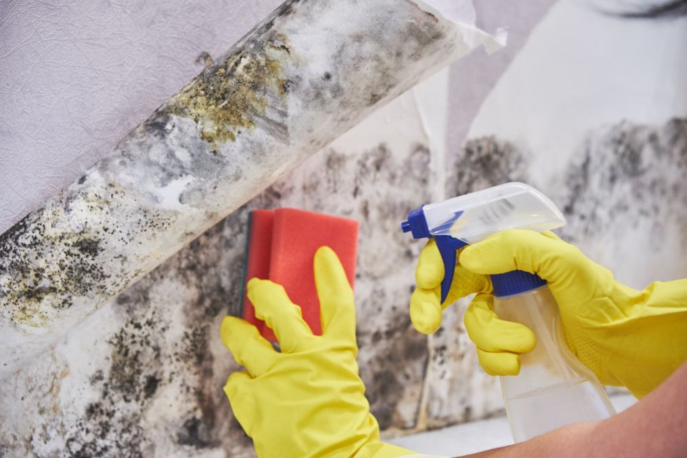 Yellow-gloved hands spray cleaner and wipe mold from a wall with a red sponge.