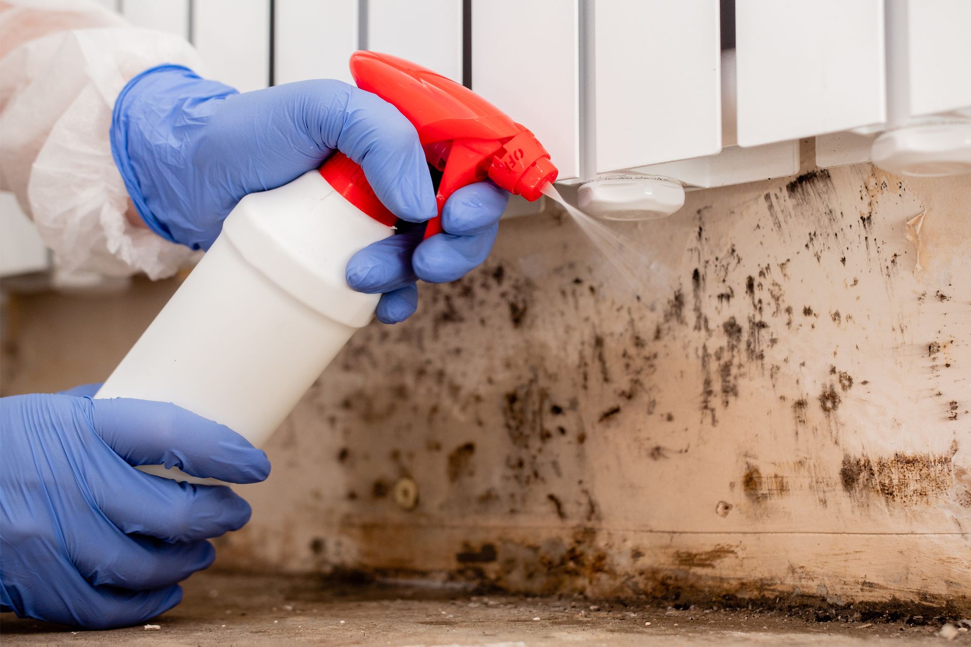 Gloved hands spray cleaner on a moldy wall in a kitchen corner