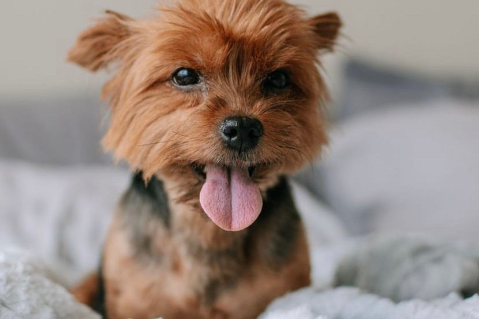 Um pequeno cachorro marrom está sentado em uma cama com a língua para fora.