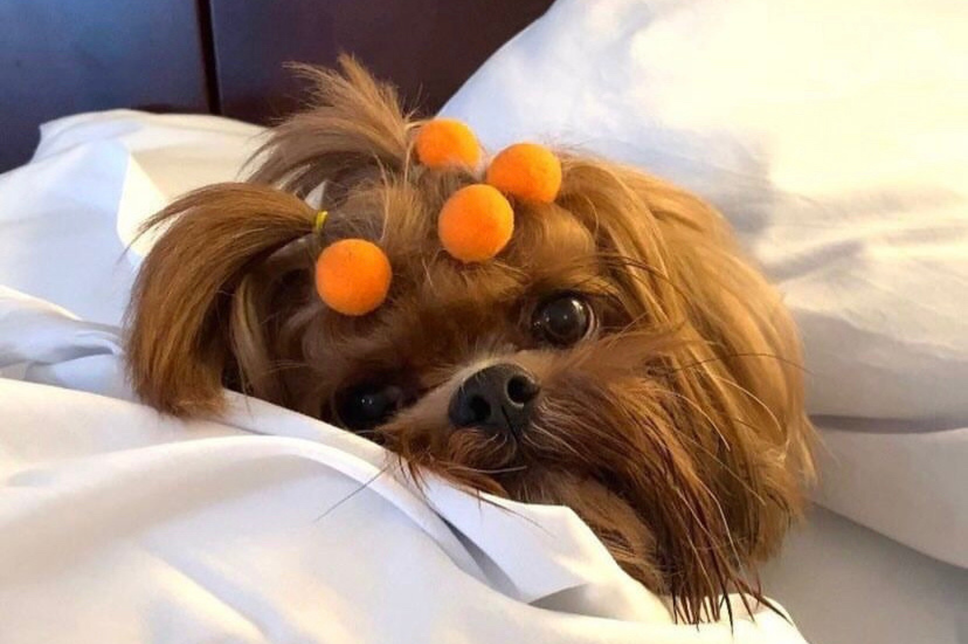 Um cachorrinho com bobes no pelo está deitado em uma cama.