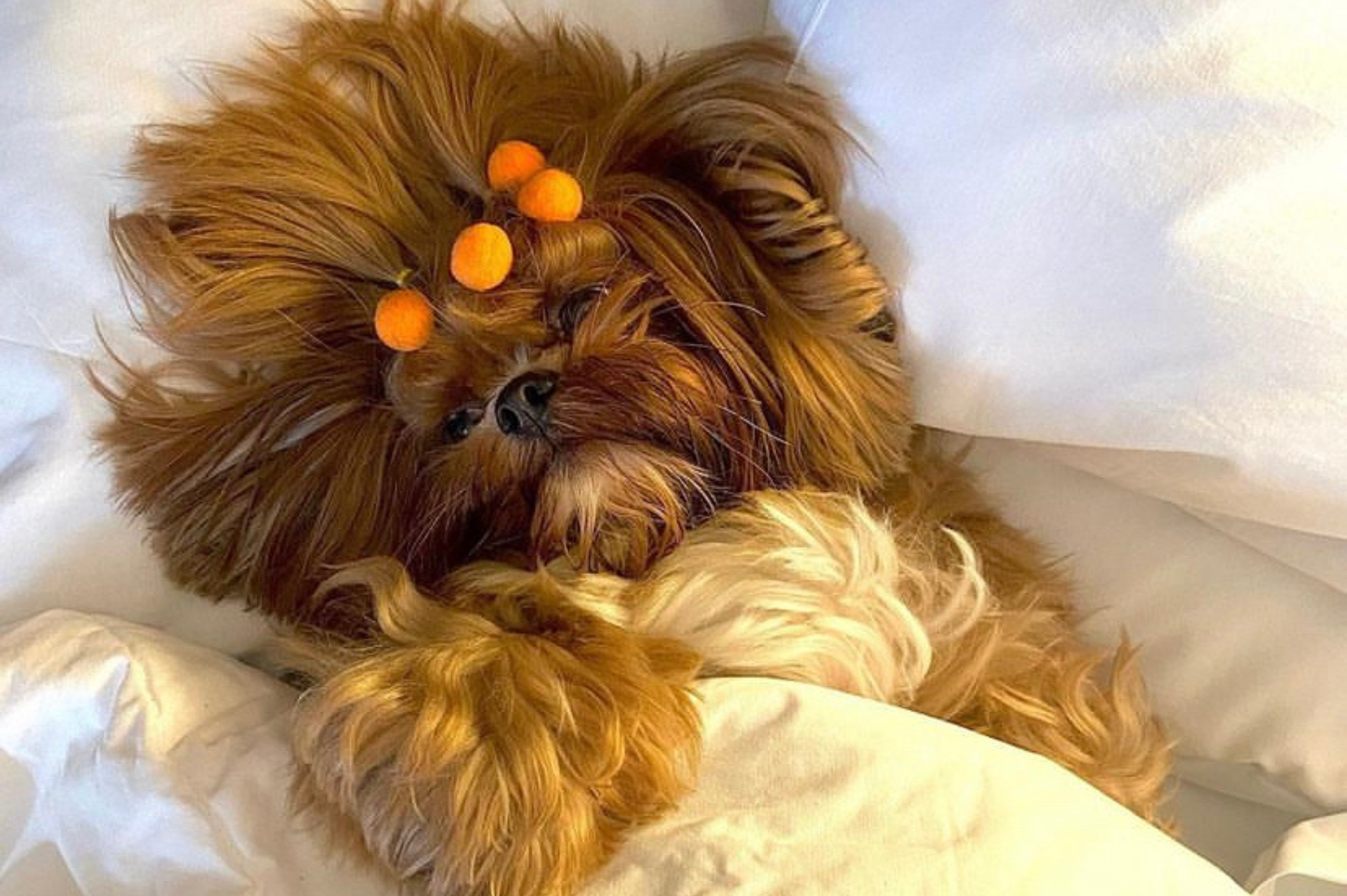 Um pequeno cão marrom com bobes no pelo está deitado em uma cama.