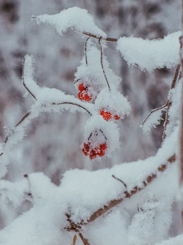Winter Wonderland