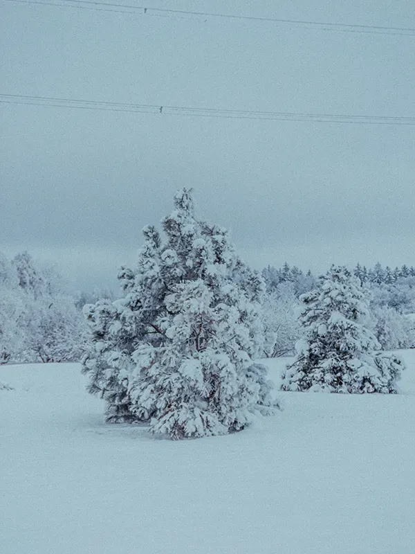 Winter Wonderland