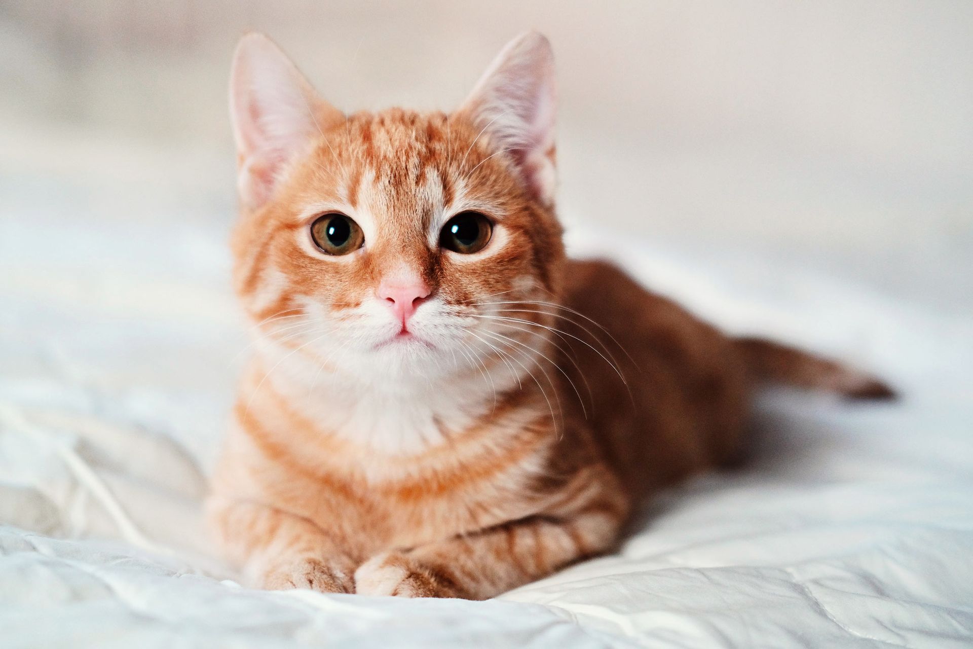 Little ginger kitty — Bayonne, NJ — ANIMAL CLINIC OF BAYONNE