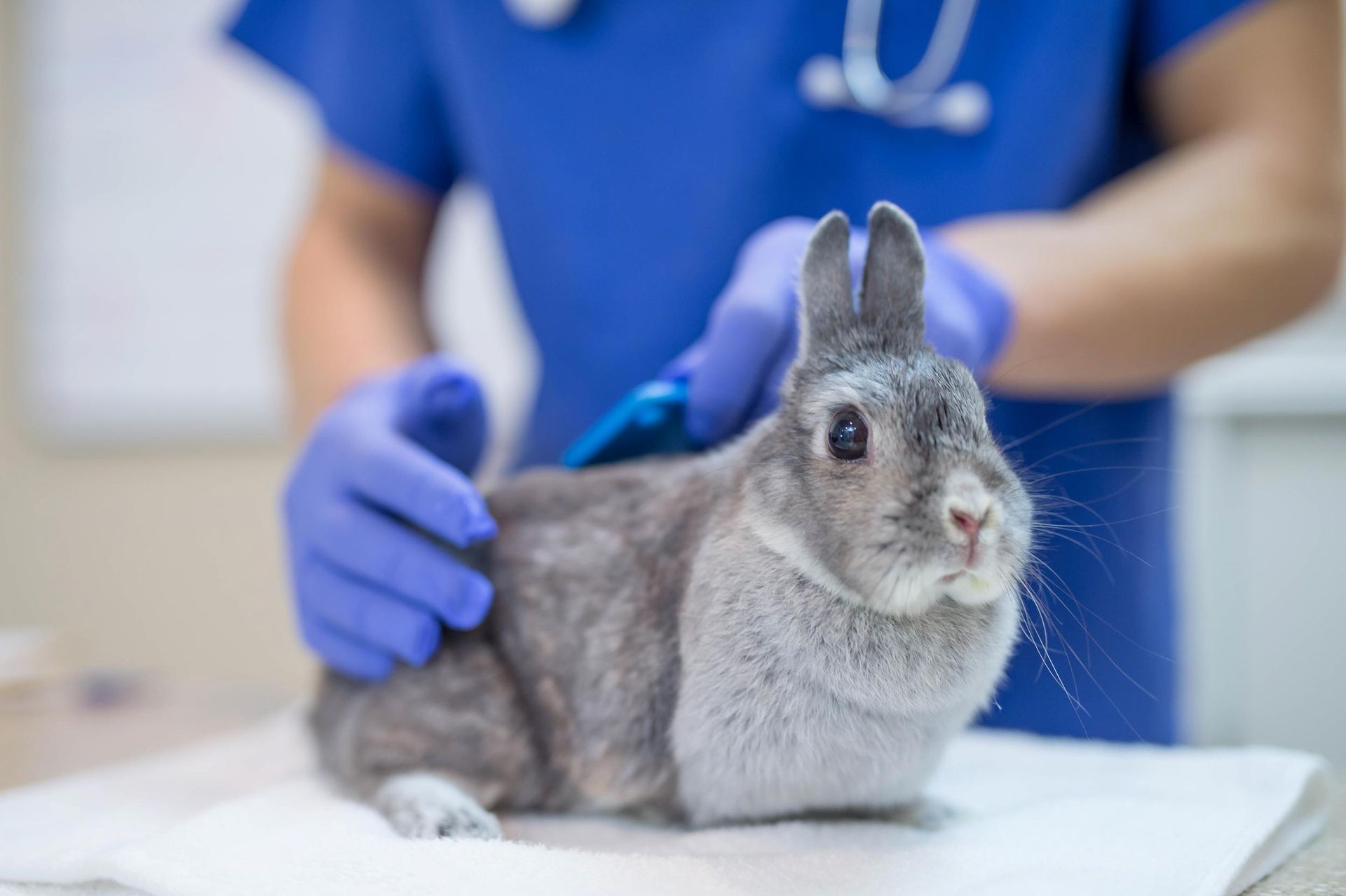 Veterinarian is performing a routine checkup — Bayonne, NJ — ANIMAL CLINIC OF BAYONNE