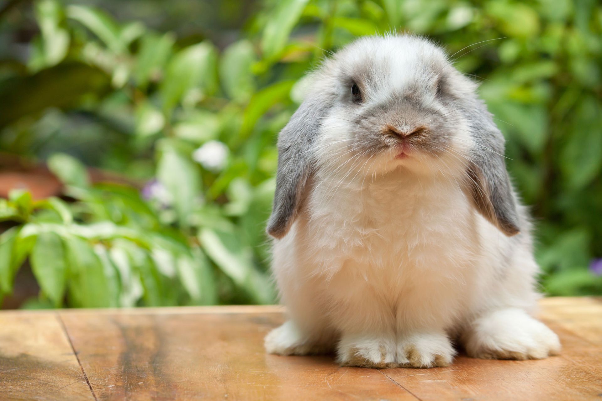 Cute rabbit sitting — Bayonne, NJ — ANIMAL CLINIC OF BAYONNE