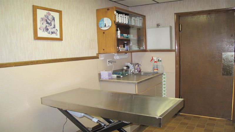 Clinic room 2 — Bayonne, NJ — ANIMAL CLINIC OF BAYONNE