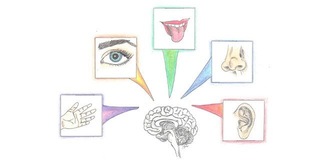 Illustration of the five senses.