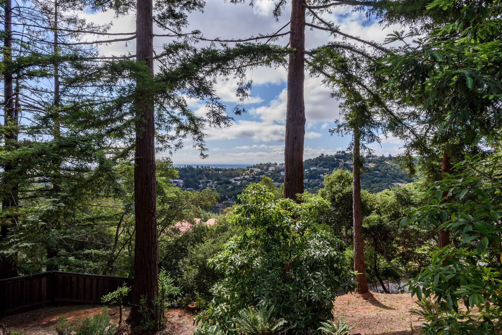 Forest view through tall trees overlooking a distant valley and sky