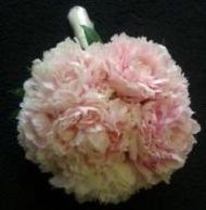 Pink and cream ruffled flower with a green stem on a black background
