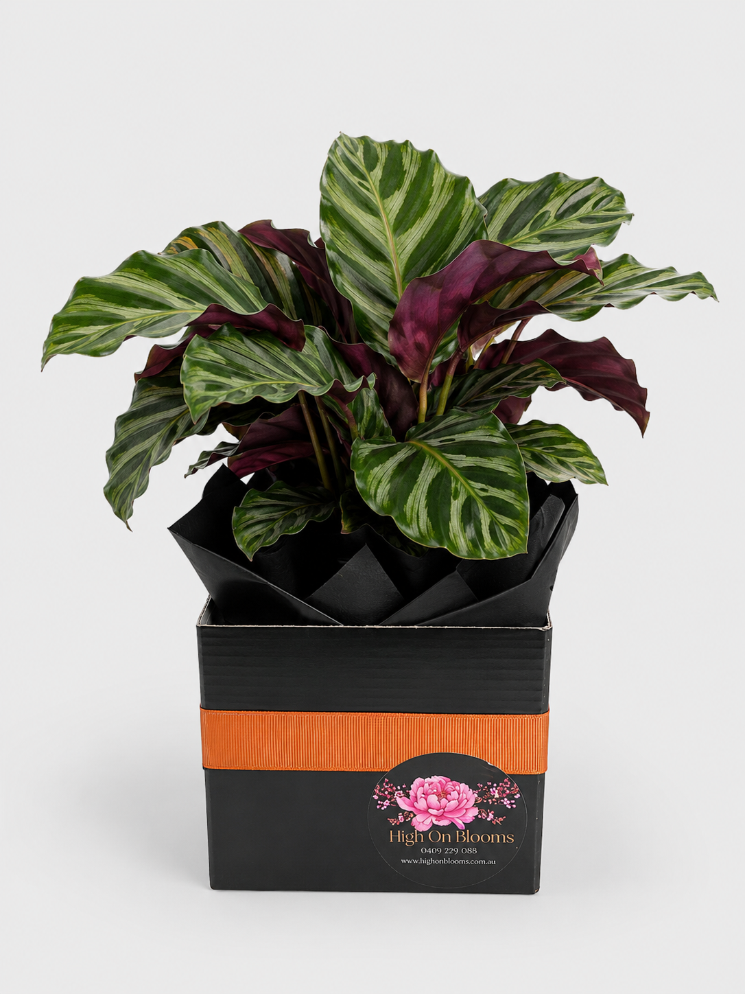 Calathea Elegance – Gift Boxed Calathea