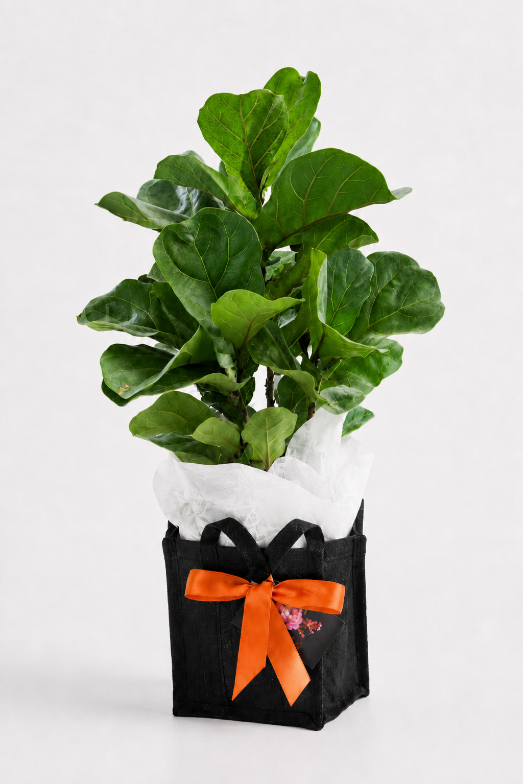 Fiddle Leaf Fig in Hessian Bag