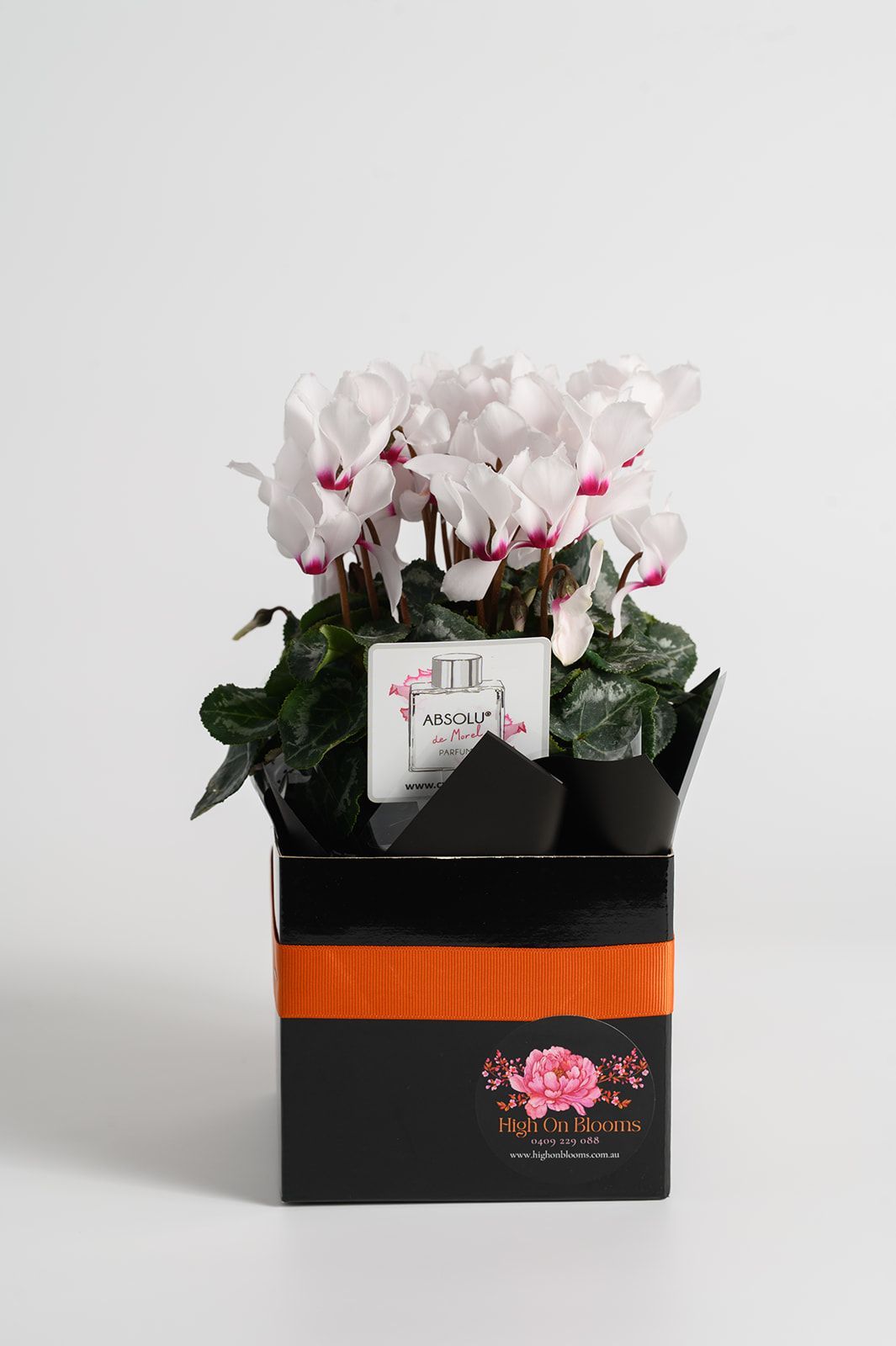 Cyclamen Charm – Gift Boxed Cyclamen