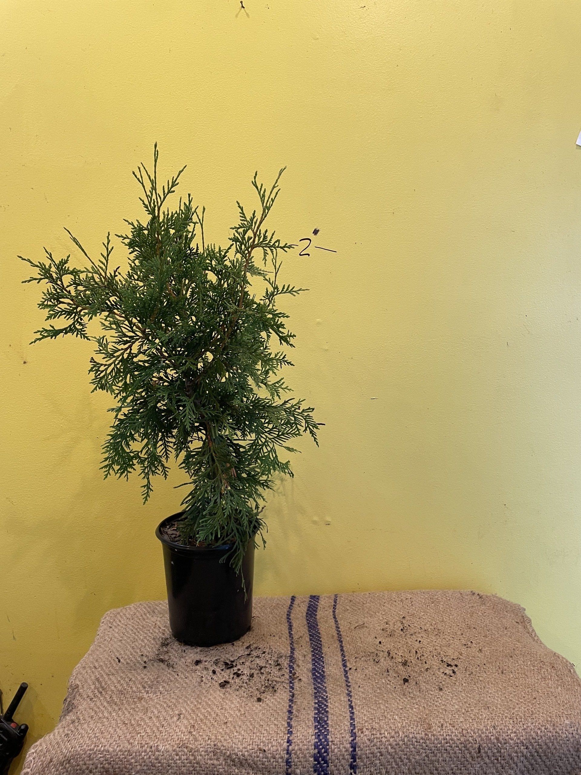 Evergreen Nursery Inc