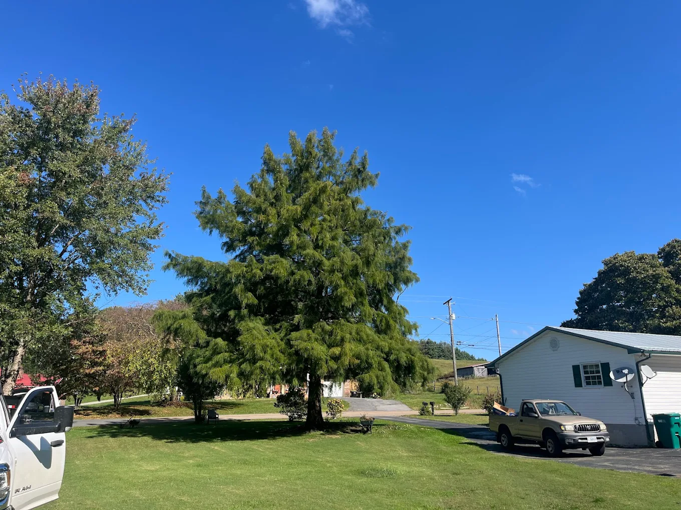 A bright, sunny day with a prominent green tree in a grassy yard near a house and parked pickup truck.