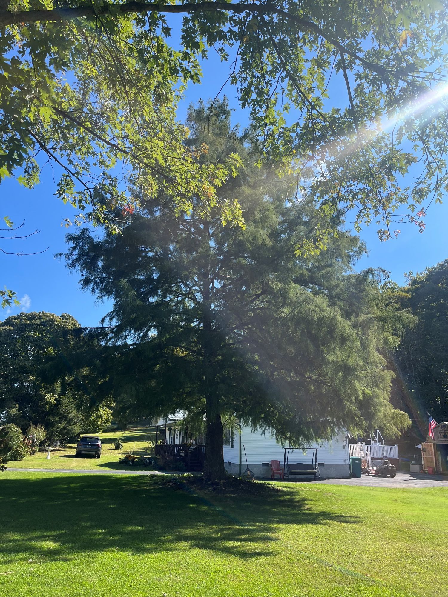 A large, leafy tree stands in a grassy yard in front of a house, with sunlight streaming through the branches.