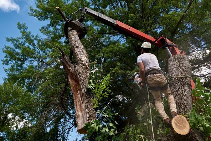 A worker in a harness uses a crane-mounted grapple to lift a section of a large tree during a removal operation.