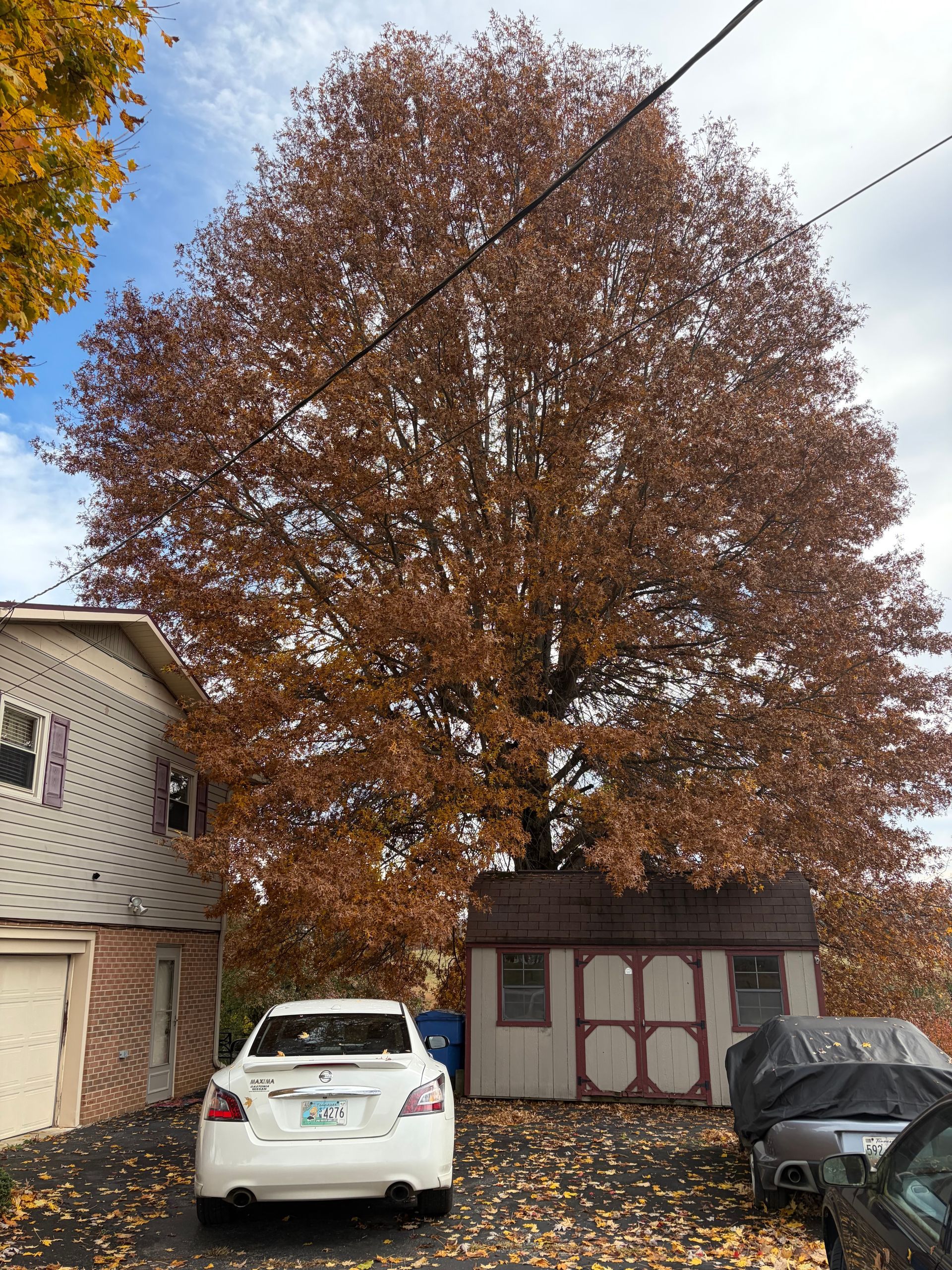 A large tree with brown autumn leaves looming over a storage shed, a parked car, and a house driveway.