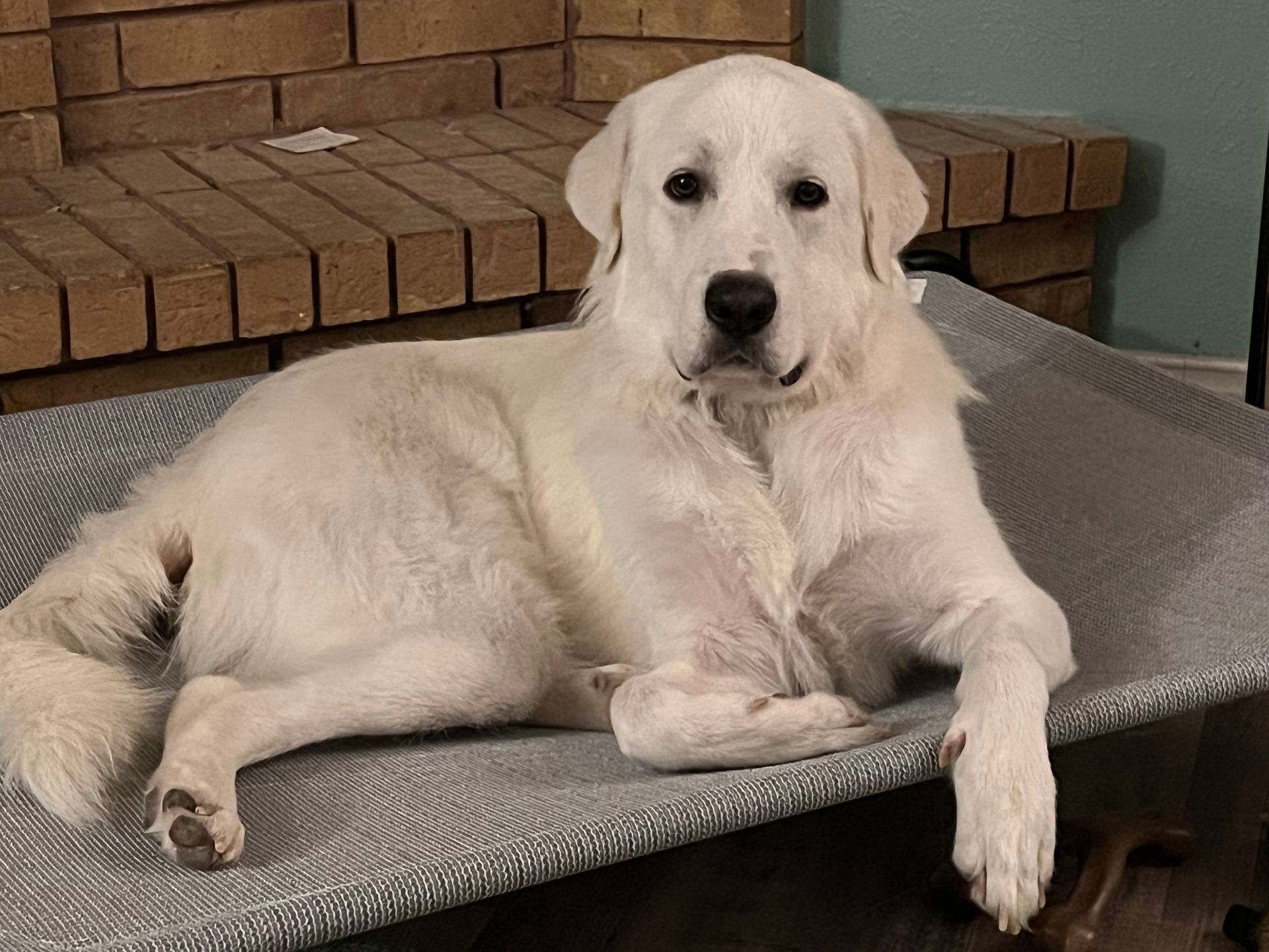 Milo, White Great Pyerenees