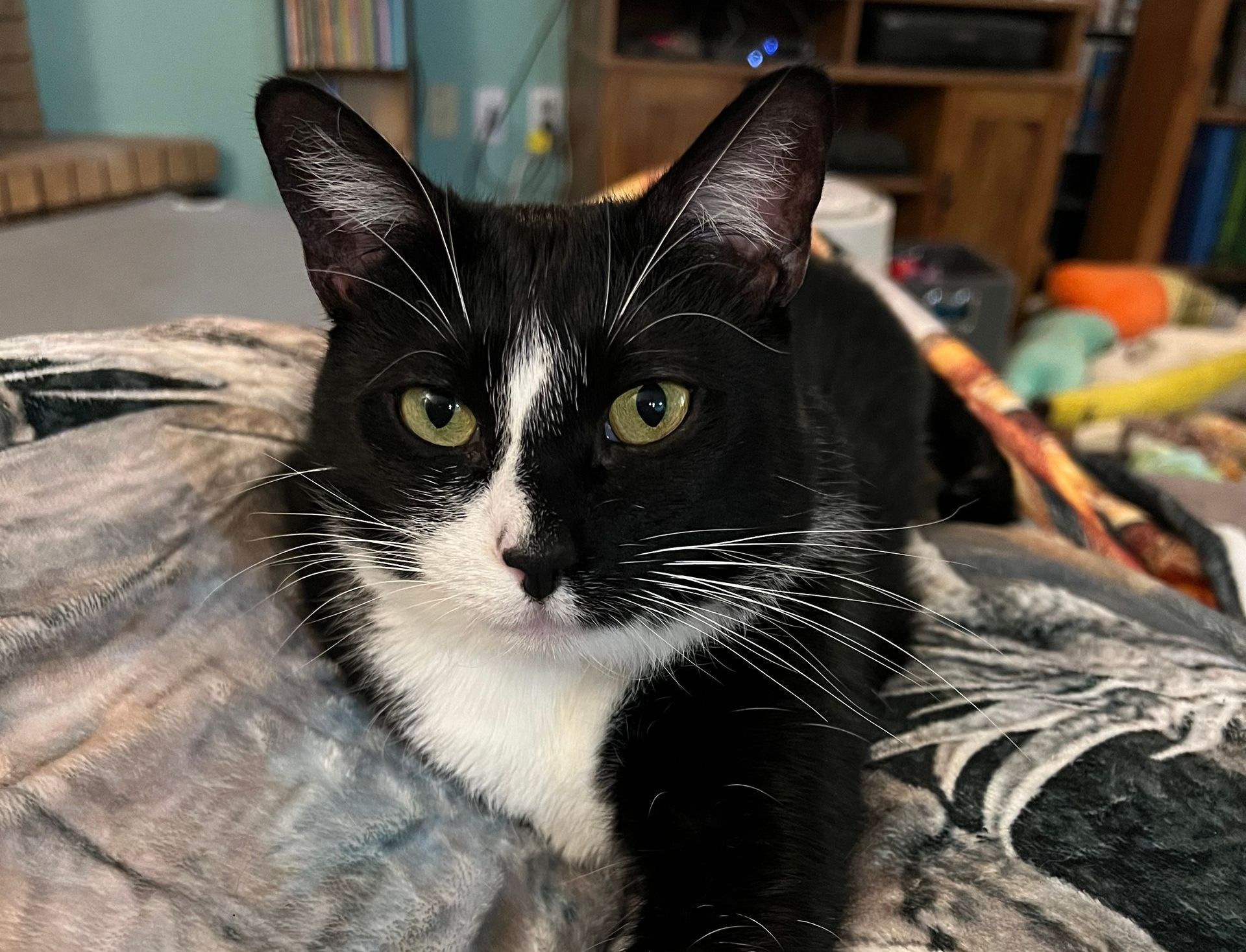 Millie, Tuxedo Cat