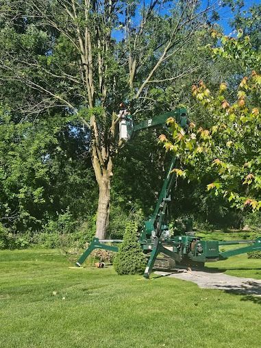 A tree service worker in a lift trims branches from a tall tree on a sunny day in a yard.